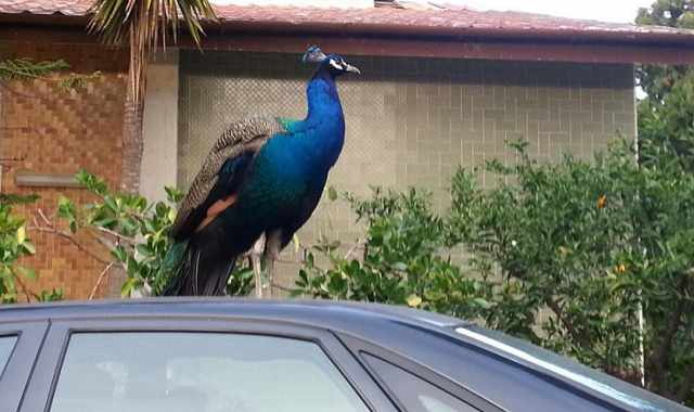 Molfetta, pavoni vivono liberi tra le villette: ma da dove arrivano?